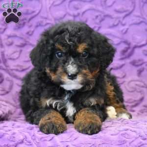 Doe, Mini Bernedoodle Puppy